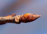 Ulmus laevis. Вегетативная почка. Санкт-Петербург. 25.04.2009.