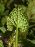 Lamium purpureum. Лист (нижняя сторона). Республика Адыгея, г. Майкоп, лужайка во дворе дома. 27.02.2016.