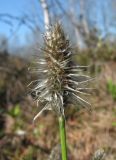 Eriophorum vaginatum. Отцветшее соцветие. Окр. Архангельска, болото. 21.05.2011.