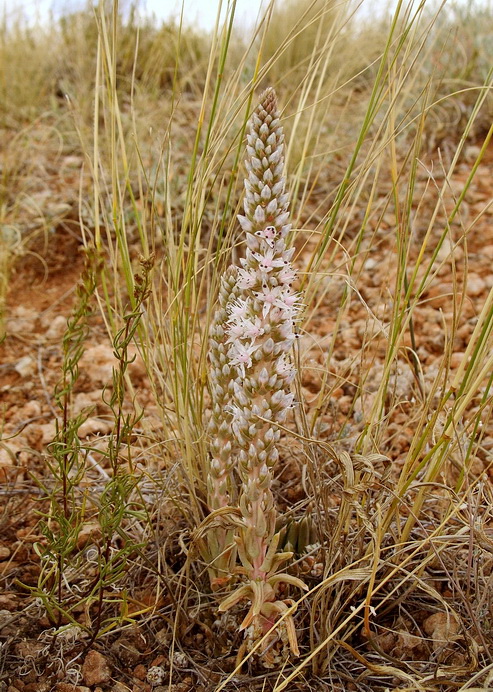 Image of Orostachys thyrsiflora specimen.