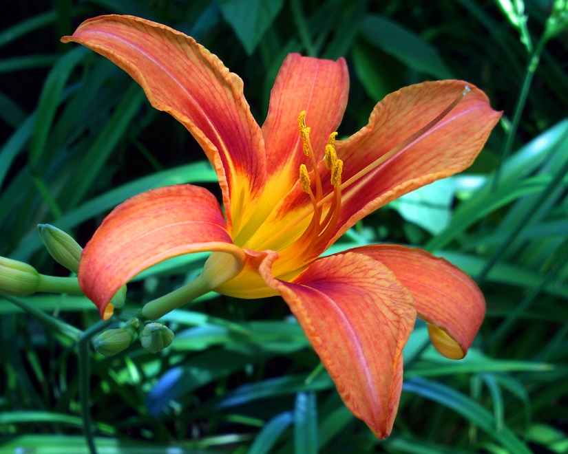 Image of Hemerocallis fulva specimen.