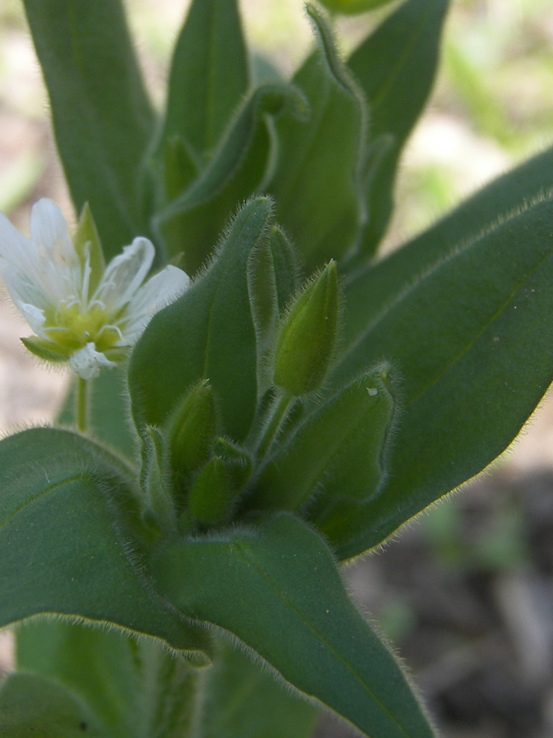 Image of Cerastium nemorale specimen.