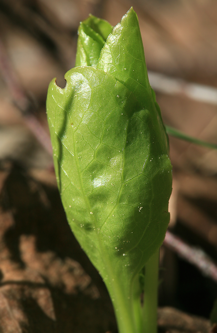 Image of Pyrola rotundifolia specimen.