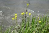 Erysimum cuspidatum. Цветущее растение. Республика Адыгея, г. Майкоп, южная окраина города, луг на обрывистом берегу р. Белая. 14.05.2016.