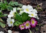 Primula vulgaris. Цветущие растения. Москва, ботанический сад МГУ \"Аптекарский огород\". 02.05.2016.