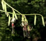 Prenanthes tatarinowii