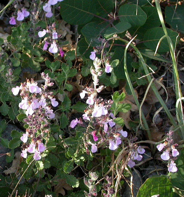 Image of Teucrium chamaedrys specimen.