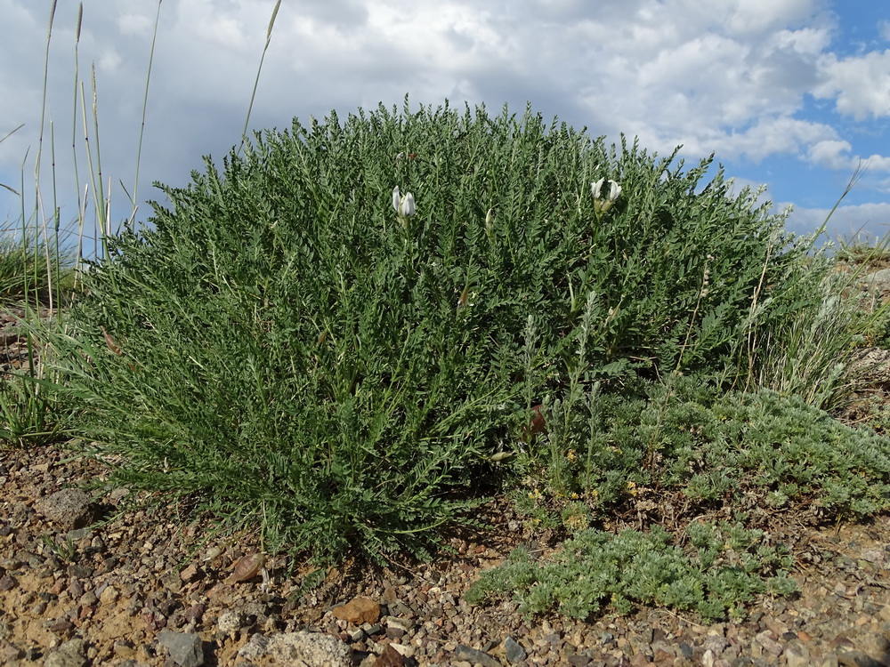 Image of Oxytropis hystrix specimen.