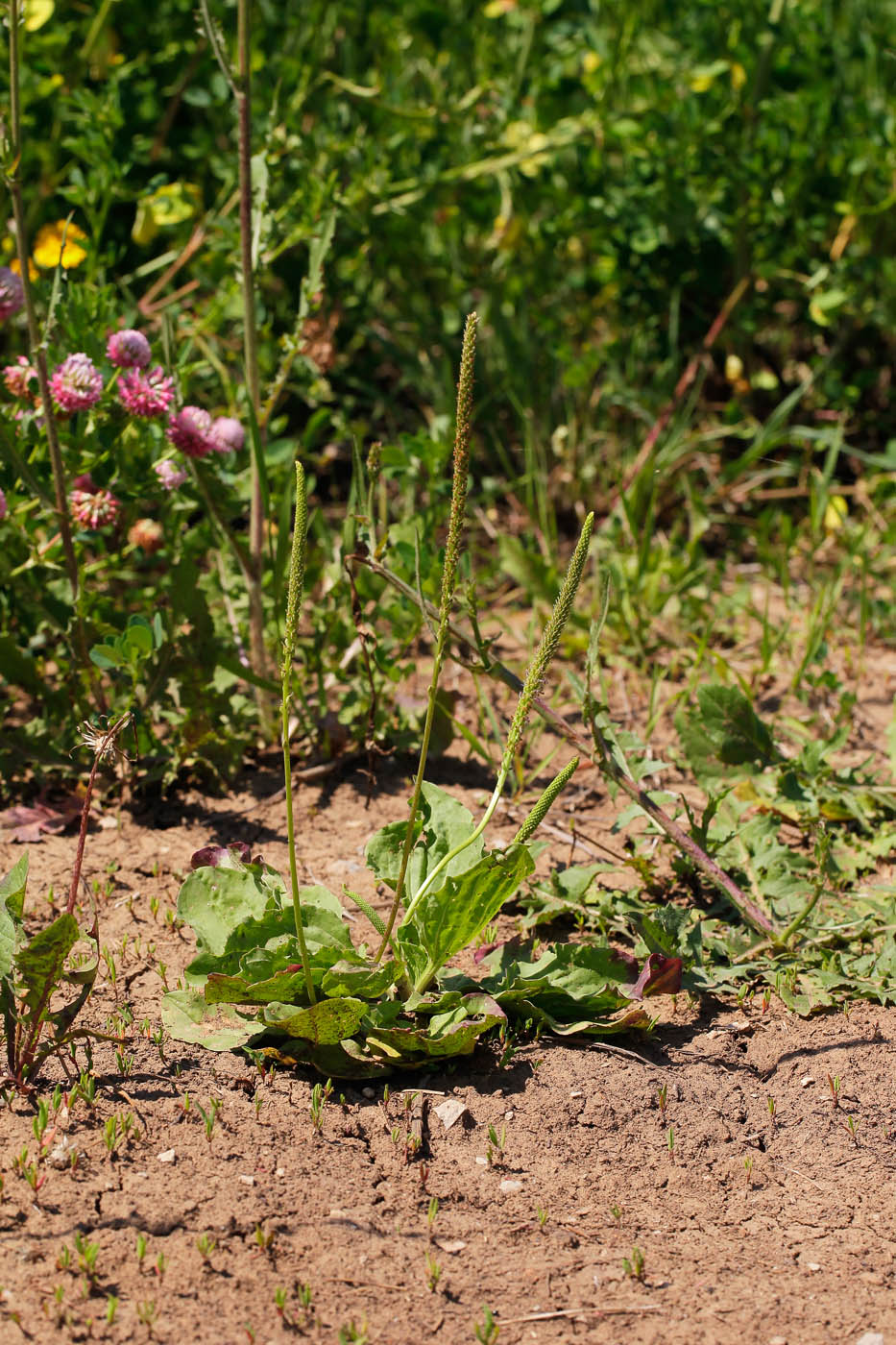 Изображение особи Plantago major.