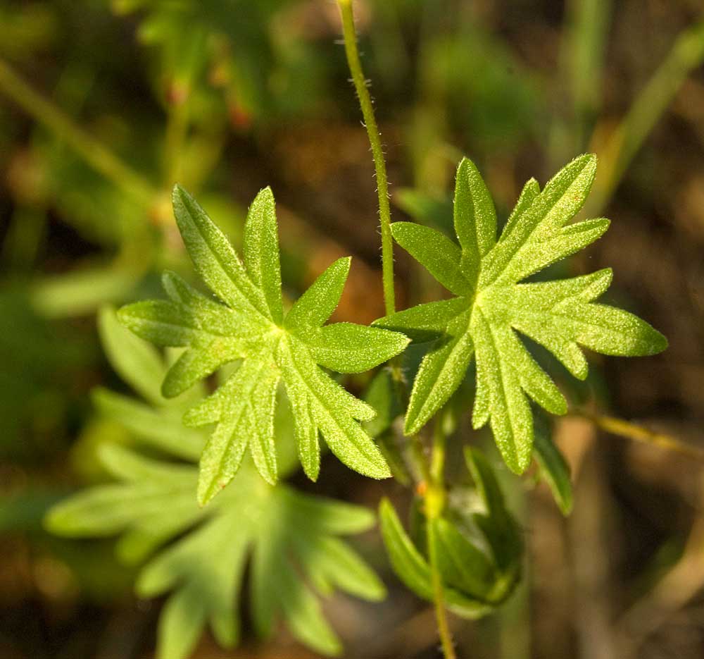 Image of Geranium sanguineum specimen.