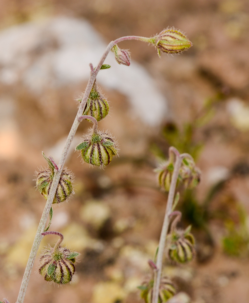 Image of Helianthemum ventosum specimen.