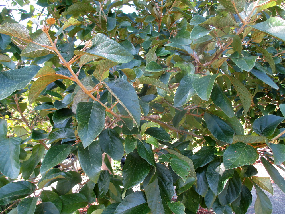 Image of Gmelina leichhardtii specimen.