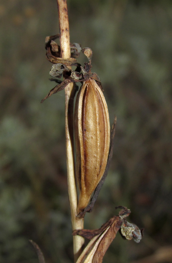 Image of Ophrys apifera specimen.