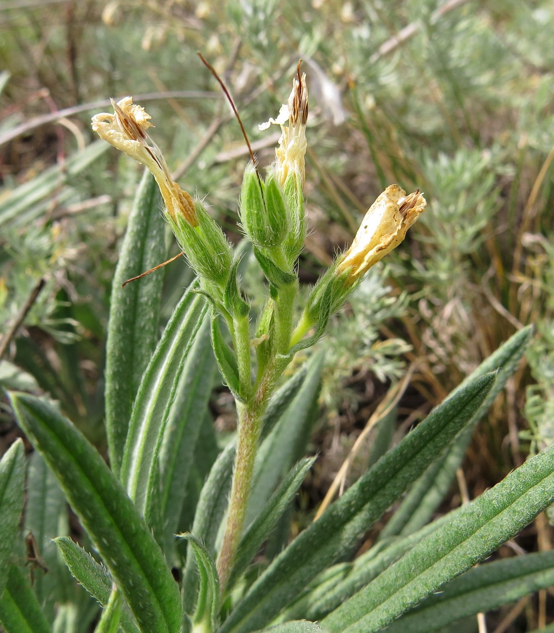 Image of Onosma simplicissima specimen.