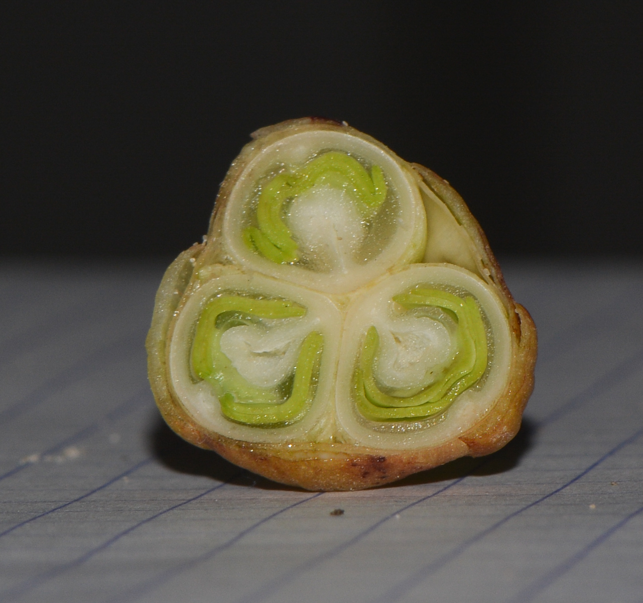 Image of Ipomoea imperati specimen.