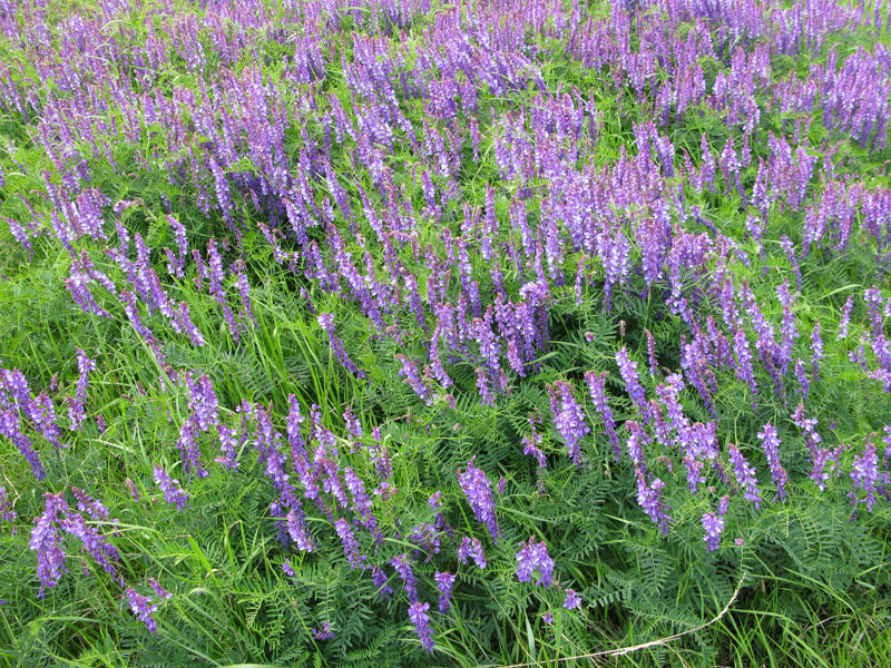 Image of Vicia tenuifolia specimen.