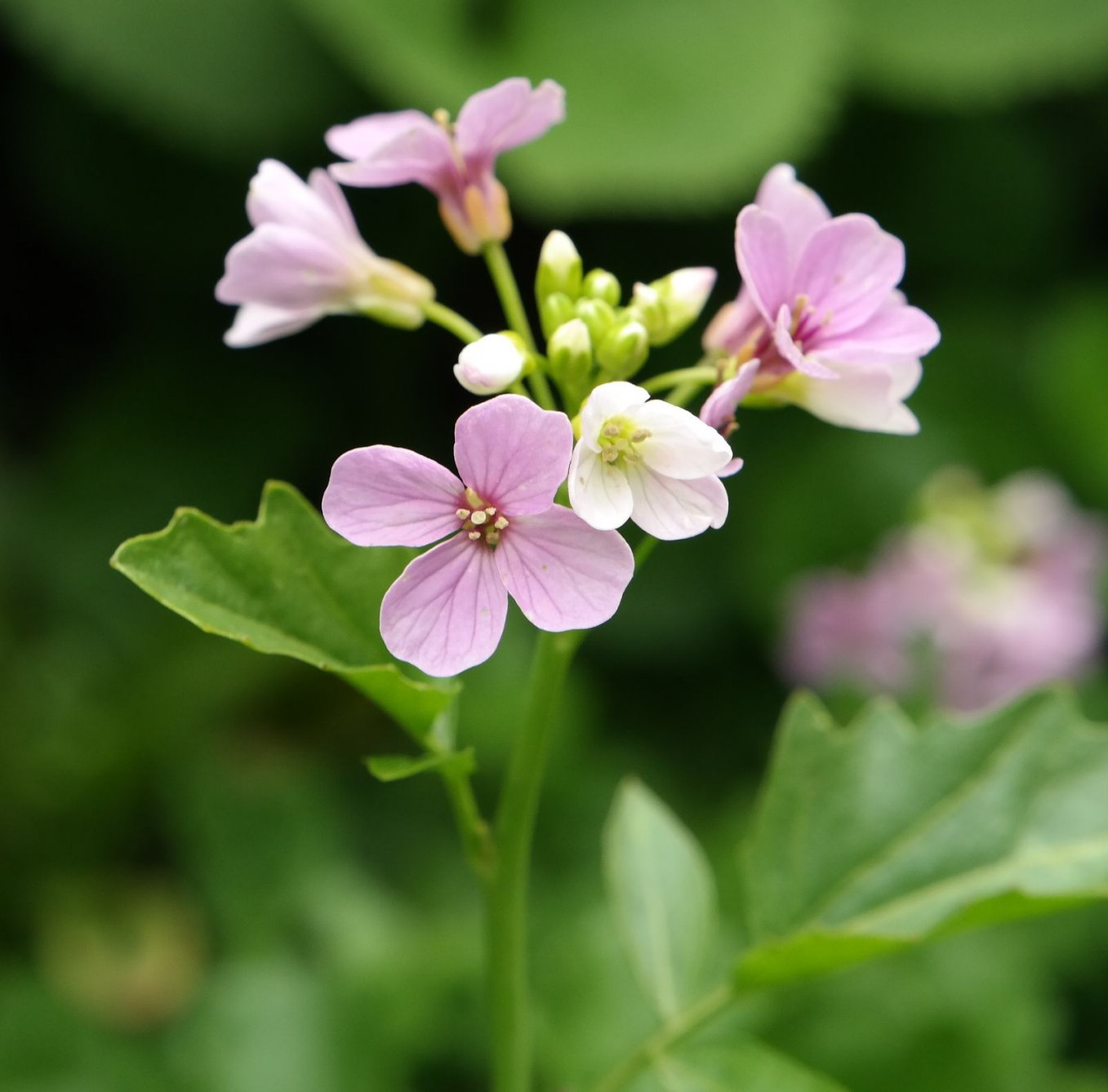 Image of Cardamine seidlitziana specimen.