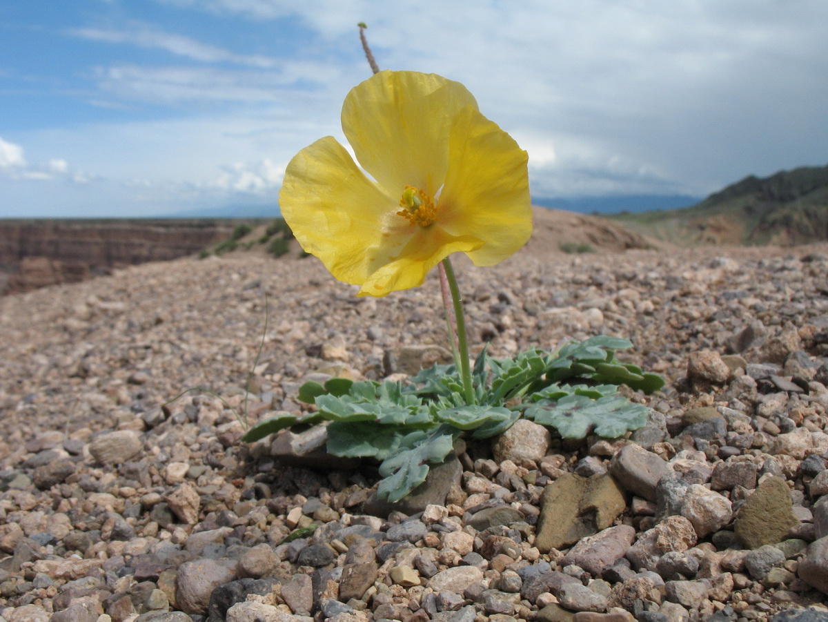 Image of Glaucium squamigerum specimen.