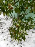 Смотреть изображение Ptelea trifoliata