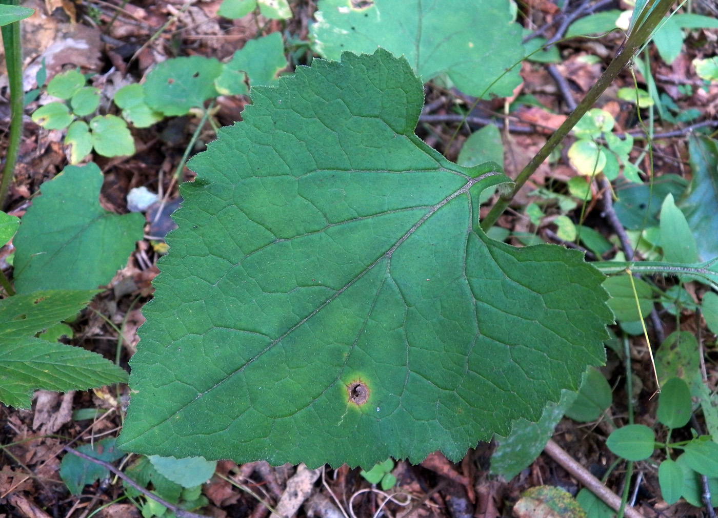 Image of Doellingeria scabra specimen.