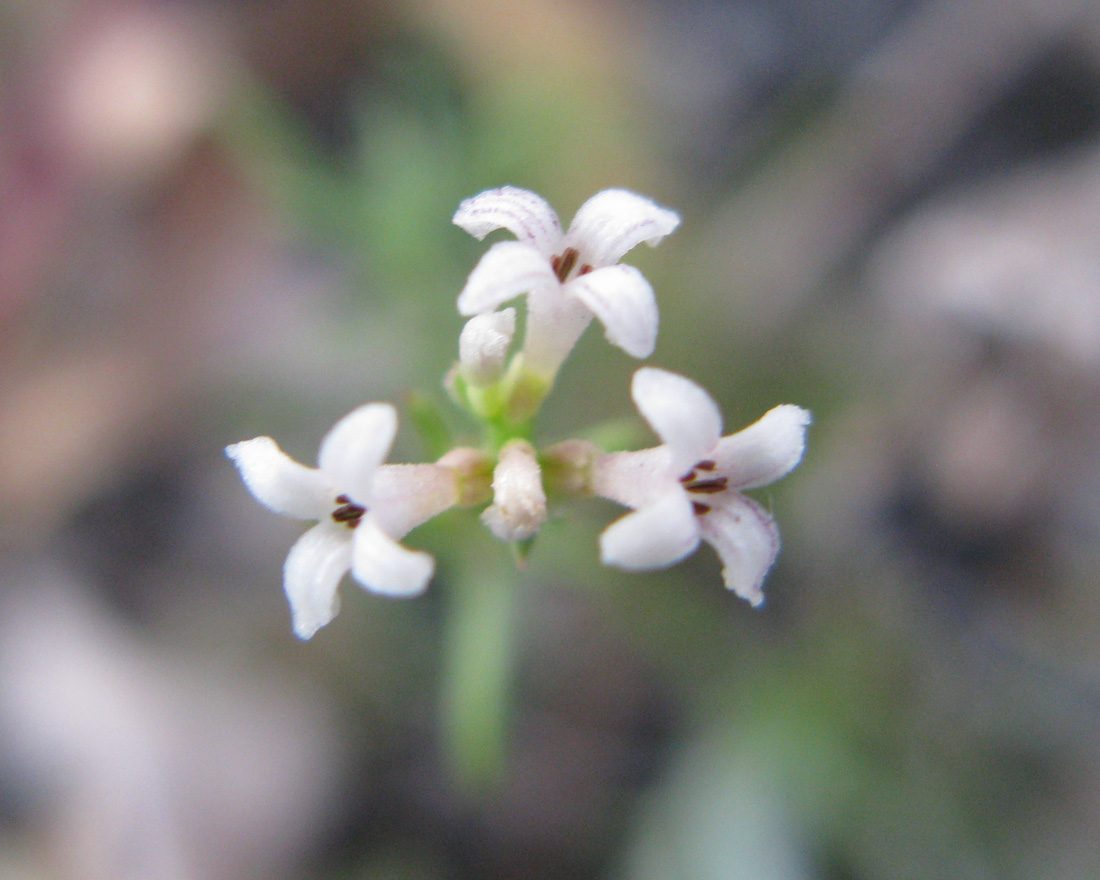 Image of Asperula exasperata specimen.