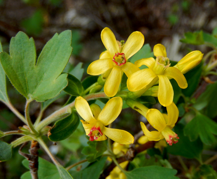 Изображение особи Ribes aureum.