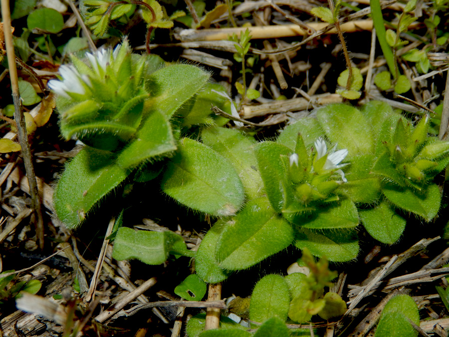 Image of Cerastium glomeratum specimen.