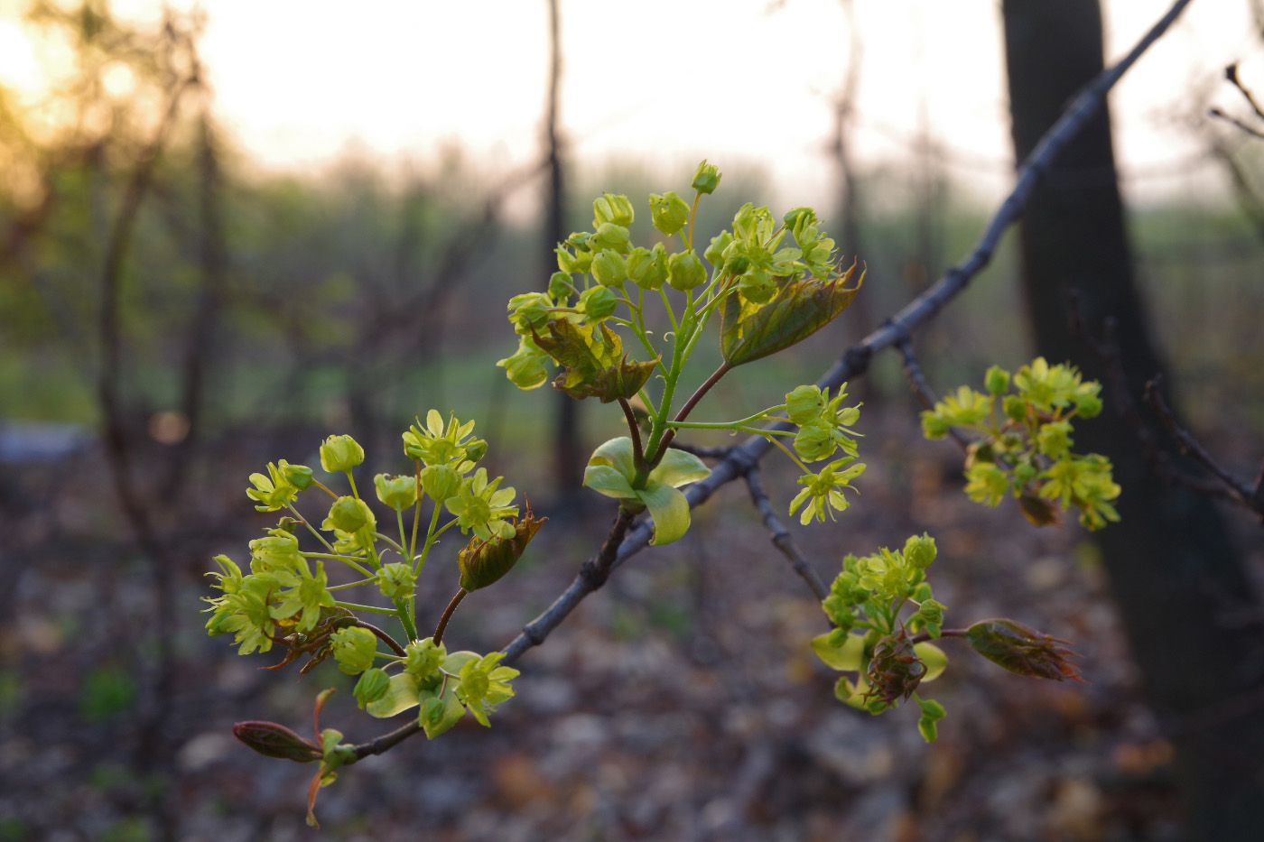 Image of Acer platanoides specimen.