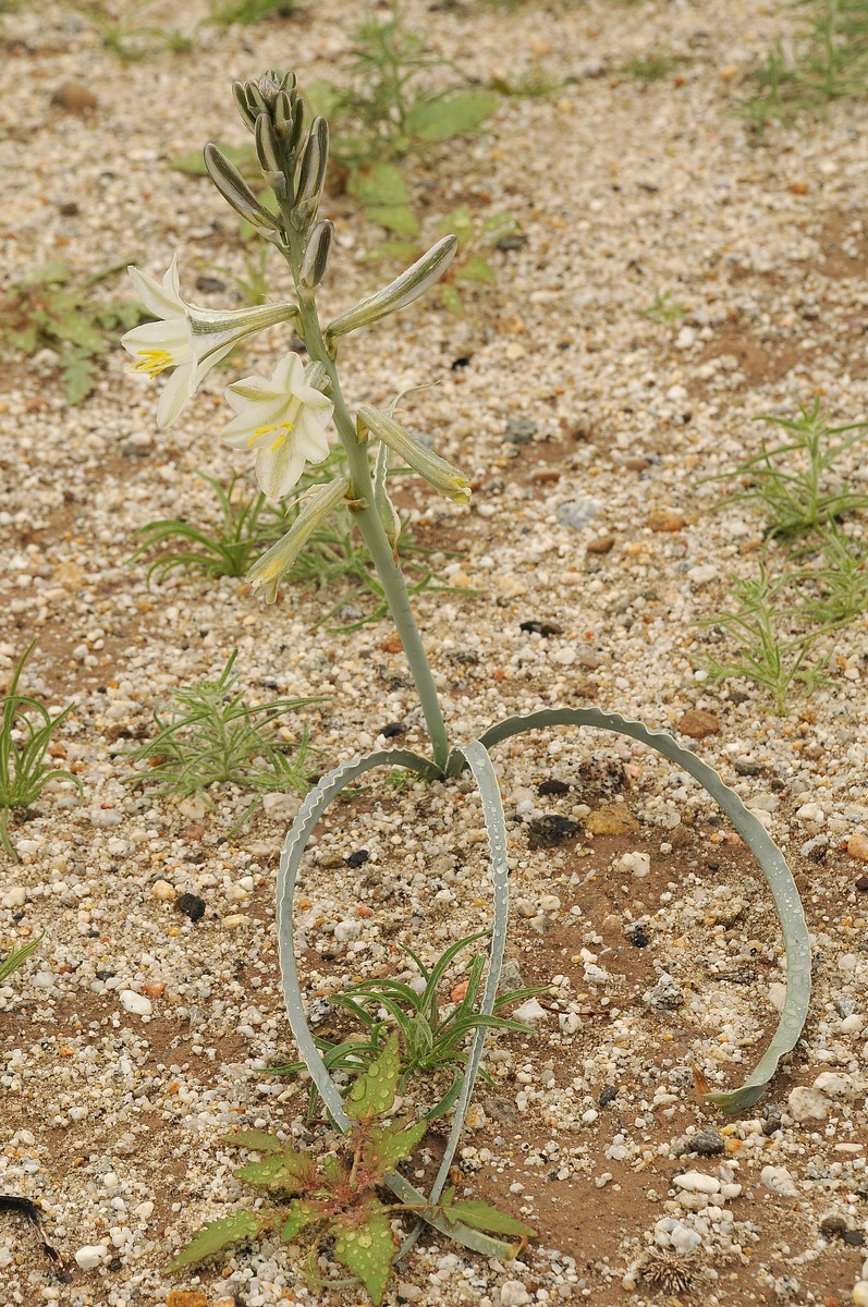 Image of Hesperocallis undulata specimen.