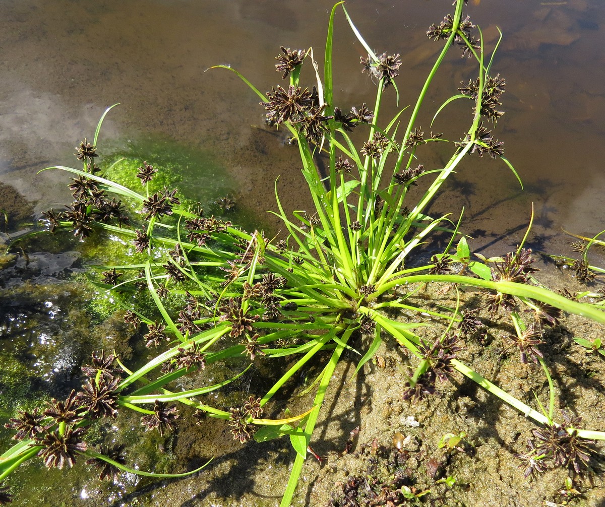 Image of Cyperus fuscus specimen.