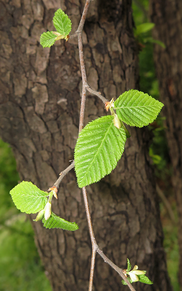 Image of Ostrya virginiana specimen.