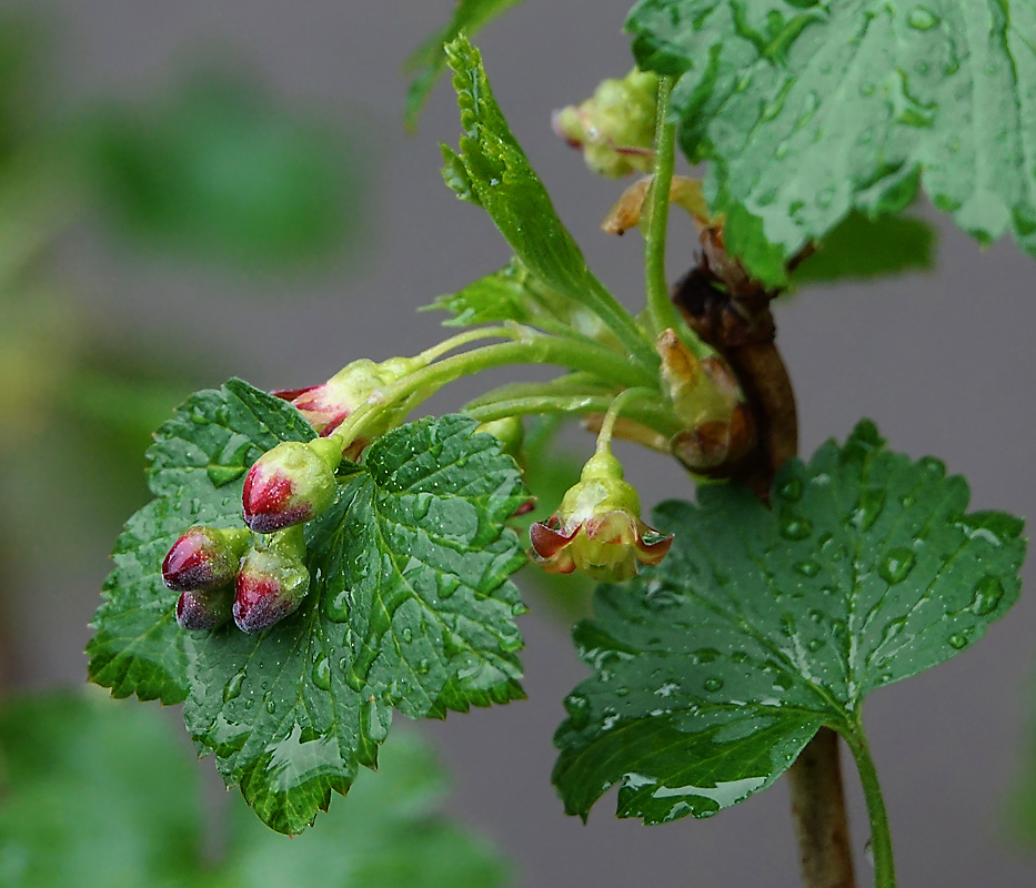 Изображение особи Ribes nigrum.