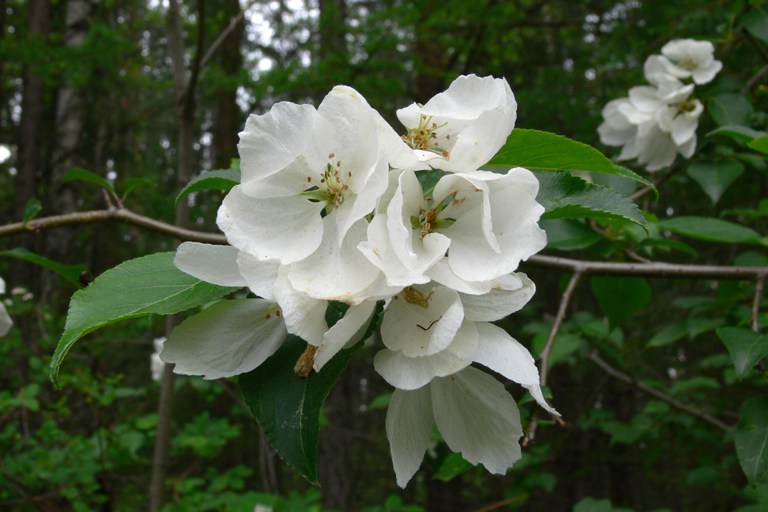 Image of Malus baccata specimen.