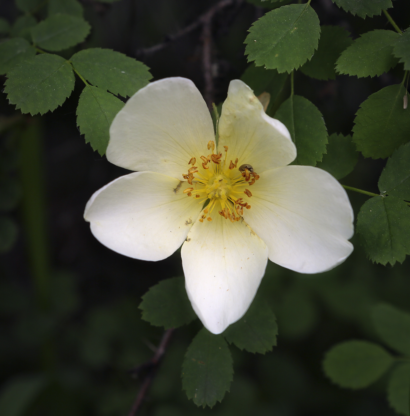 Image of Rosa spinosissima specimen.