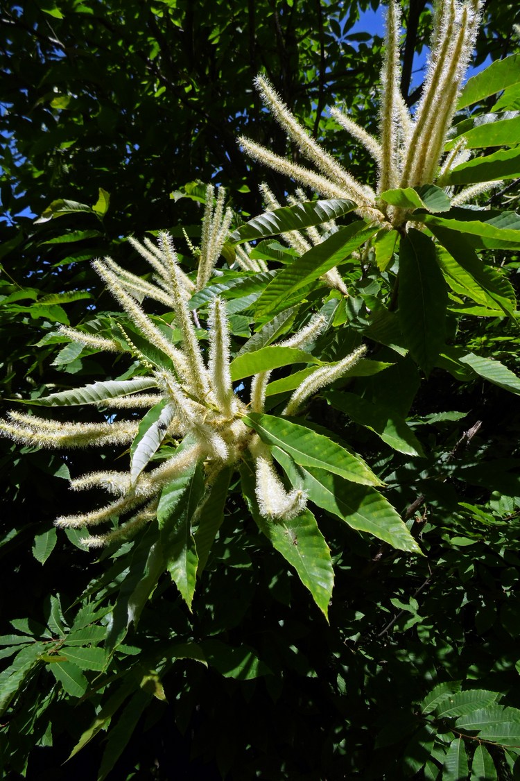 Image of Castanea sativa specimen.