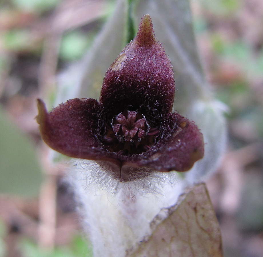 Image of Asarum europaeum specimen.