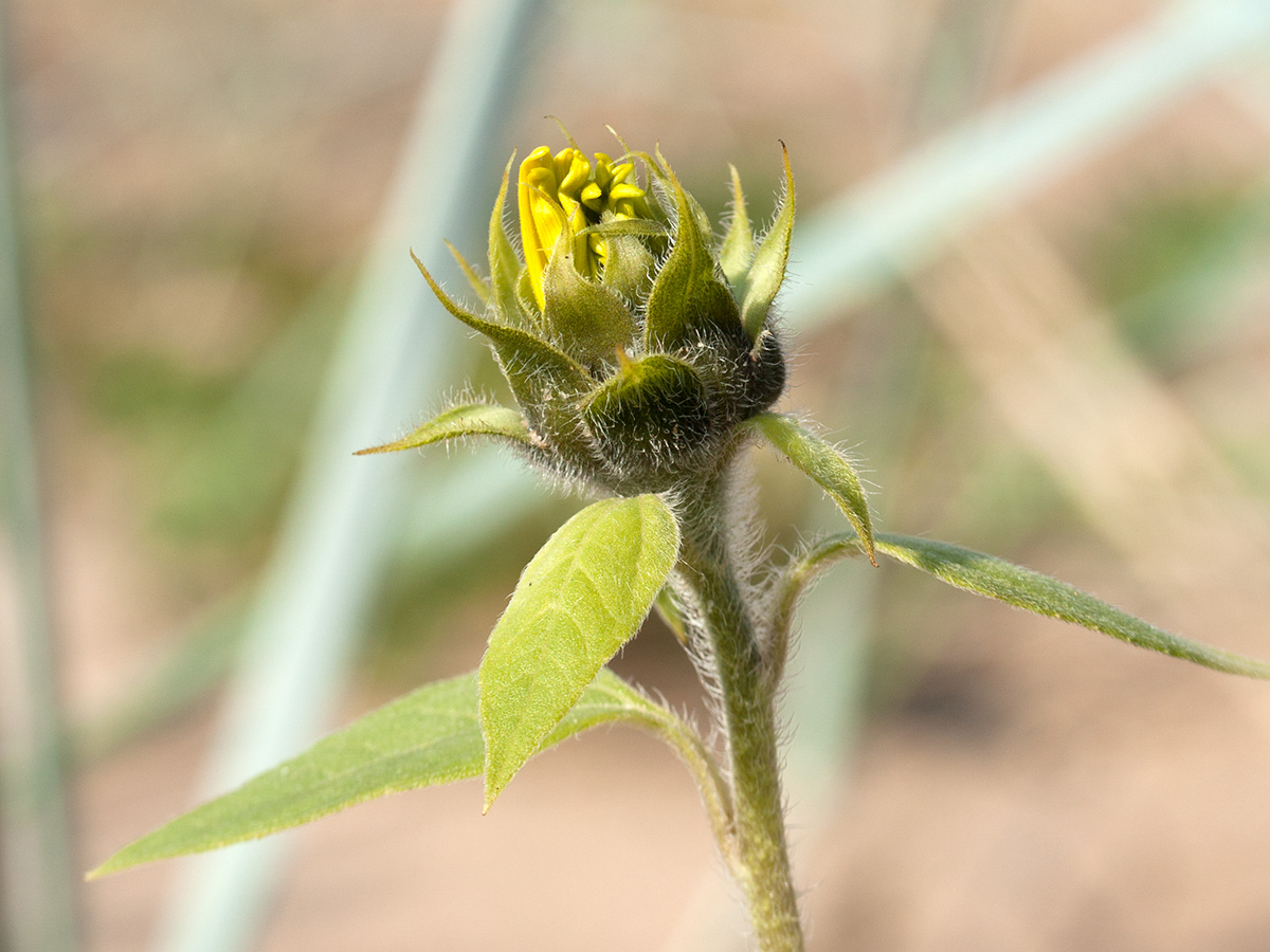 Image of Helianthus annuus specimen.