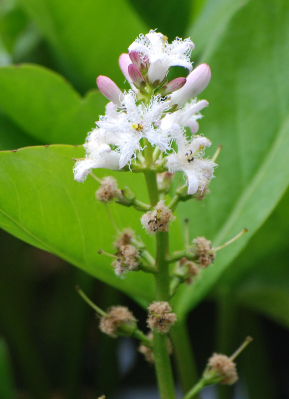 Image of Menyanthes trifoliata specimen.