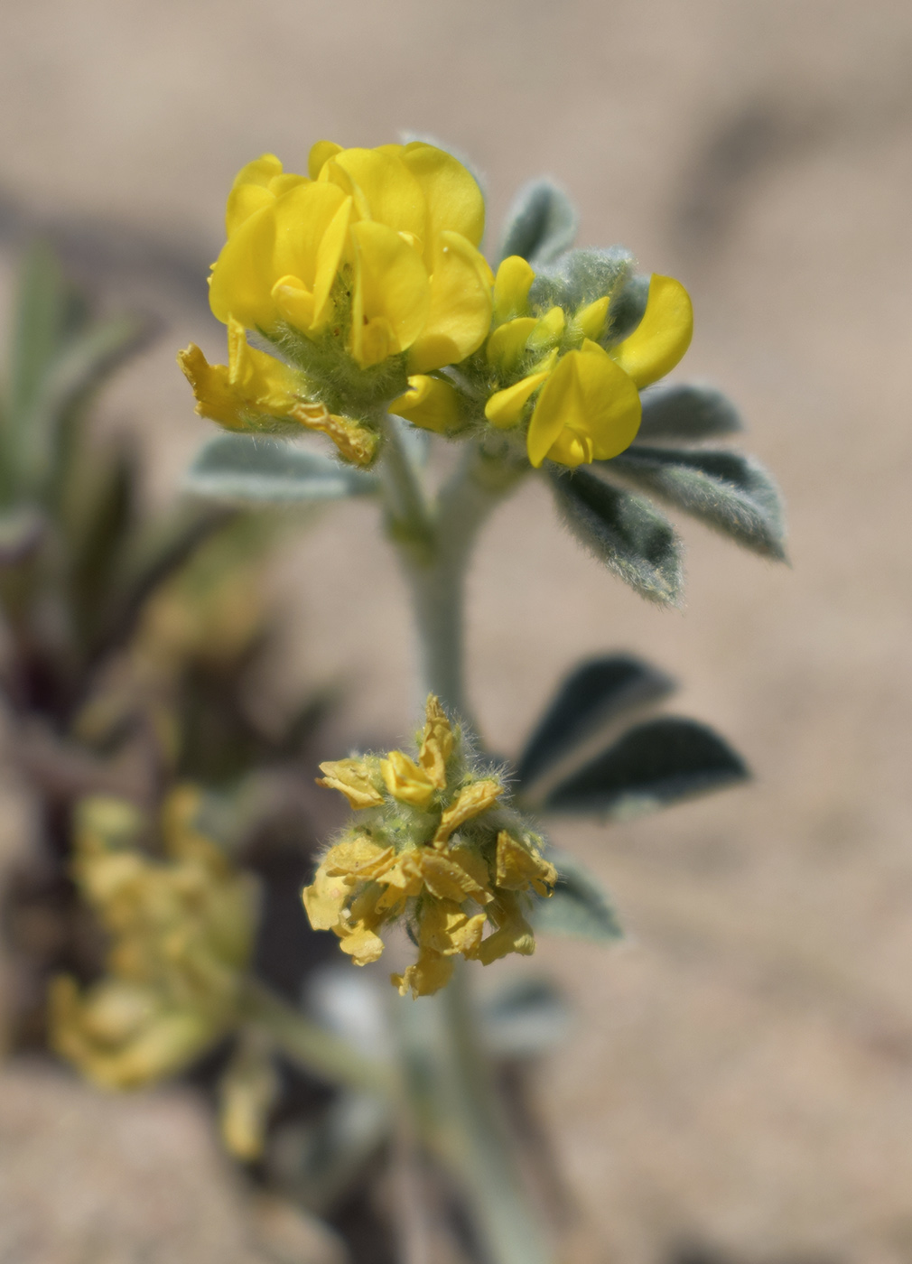 Image of Medicago marina specimen.