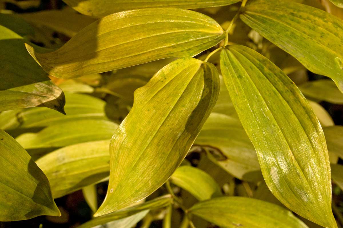 Image of Polygonatum multiflorum specimen.