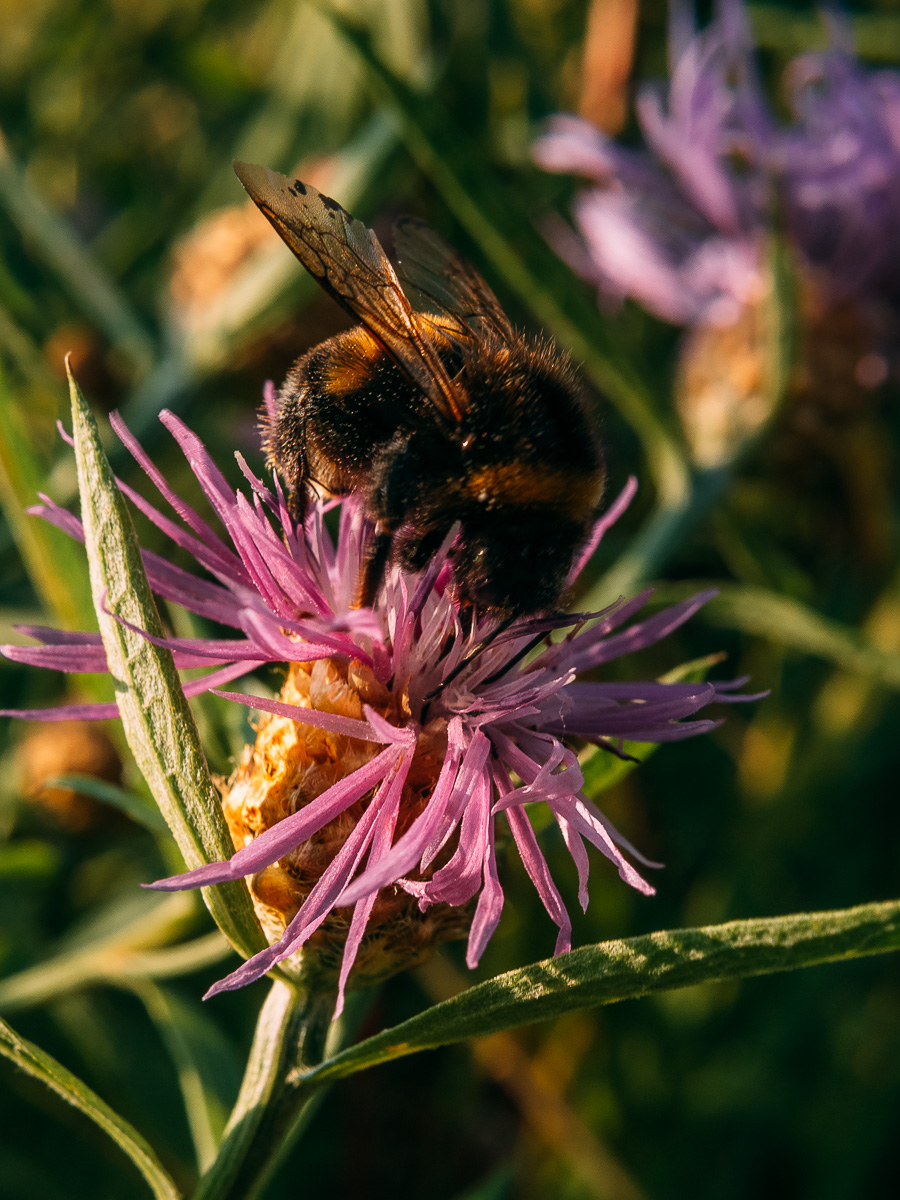 Image of Centaurea jacea specimen.