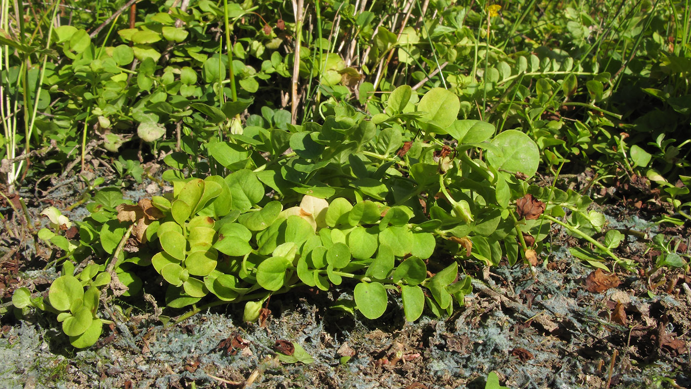 Изображение особи Lysimachia nummularia.