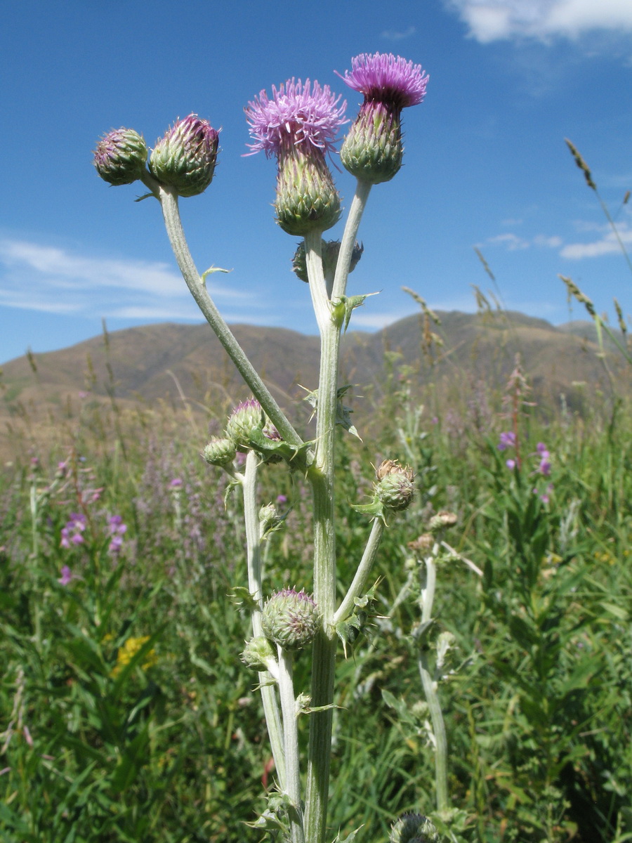 Image of Cirsium incanum specimen.