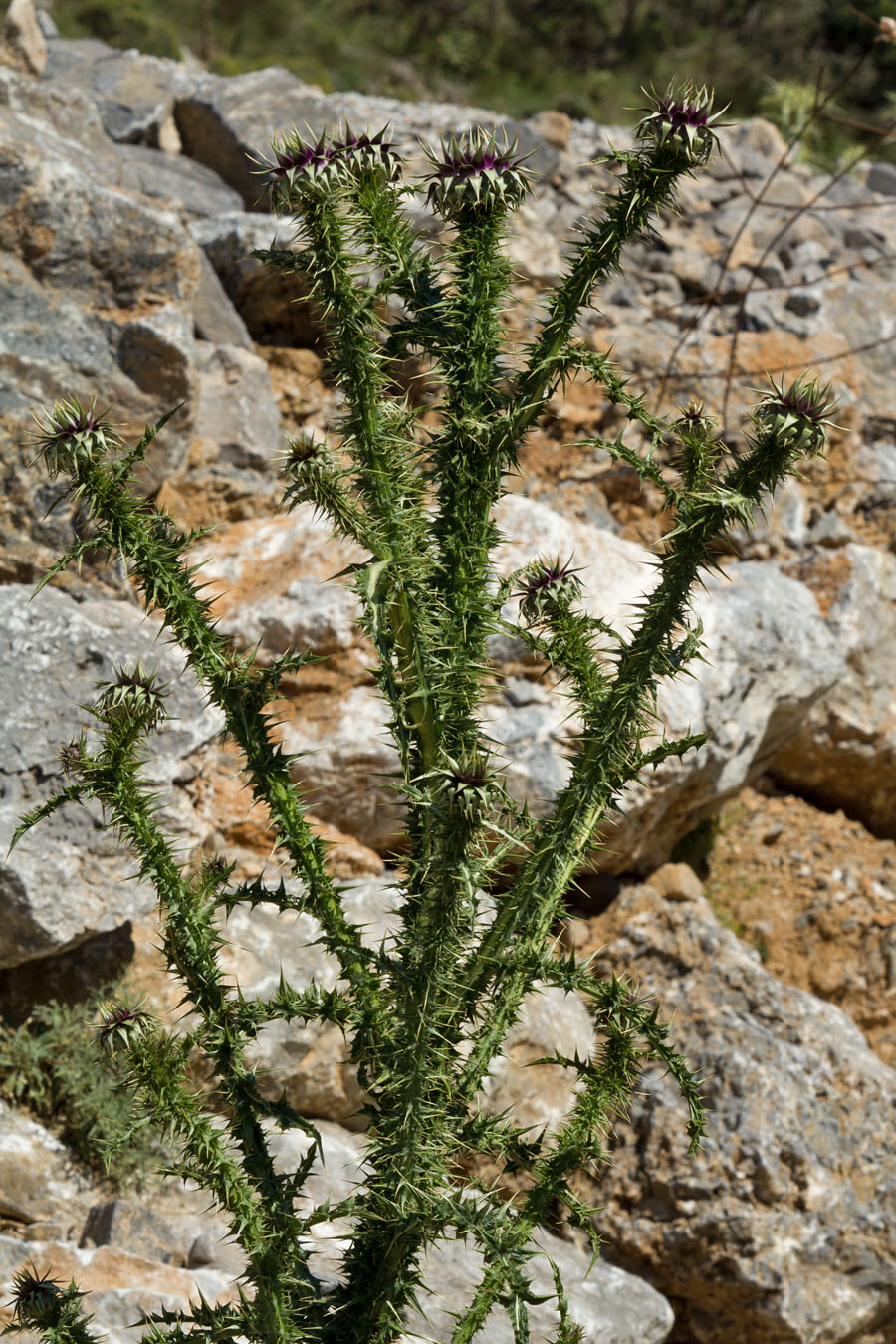 Image of Onopordum bracteatum ssp. creticum specimen.