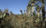 Cylindropuntia leptocaulis. Верхушка плодоносящего растения. Израиль, Шарон, г. Тель-Авив, ботанический сад \"Сад кактусов\". 27.12.2015.