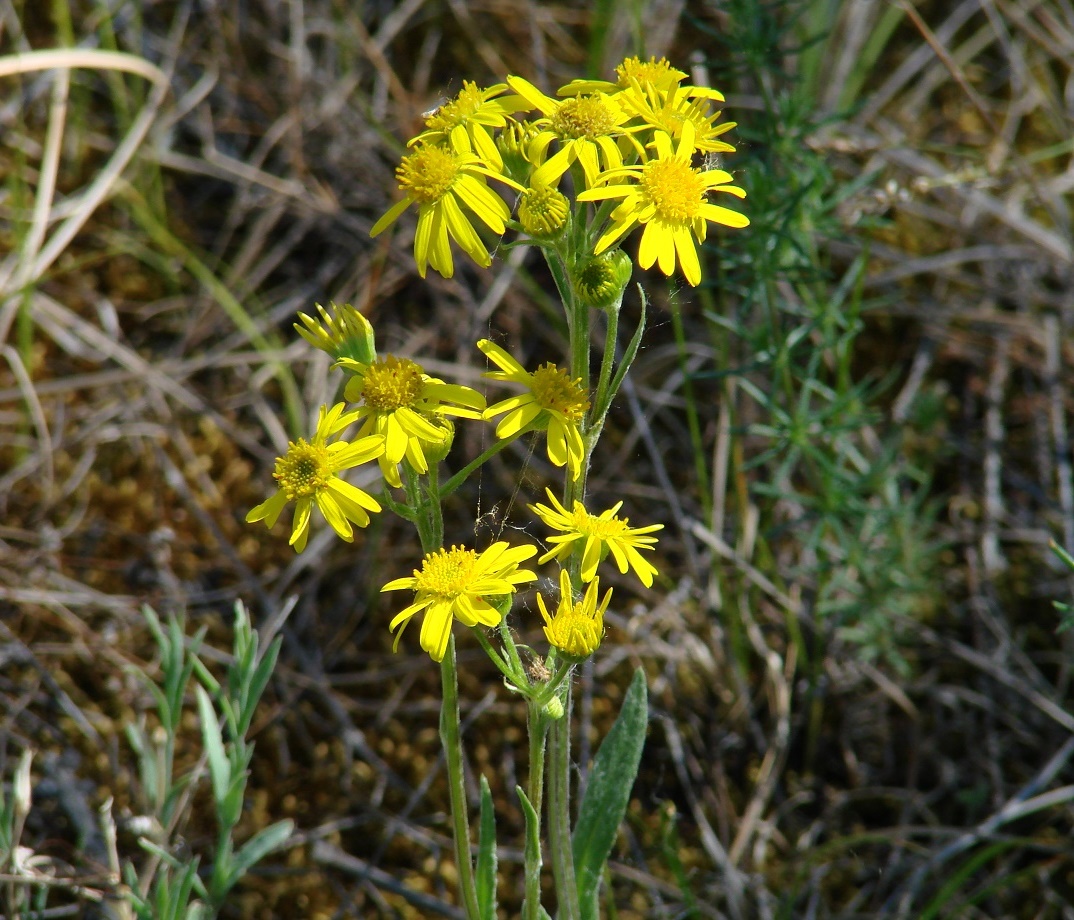 Image of Tephroseris integrifolia specimen.