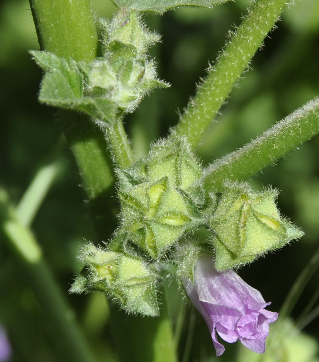 Image of genus Malva specimen.