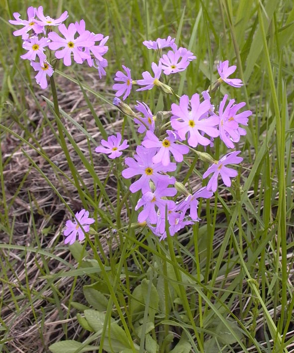 Image of Primula serrata specimen.