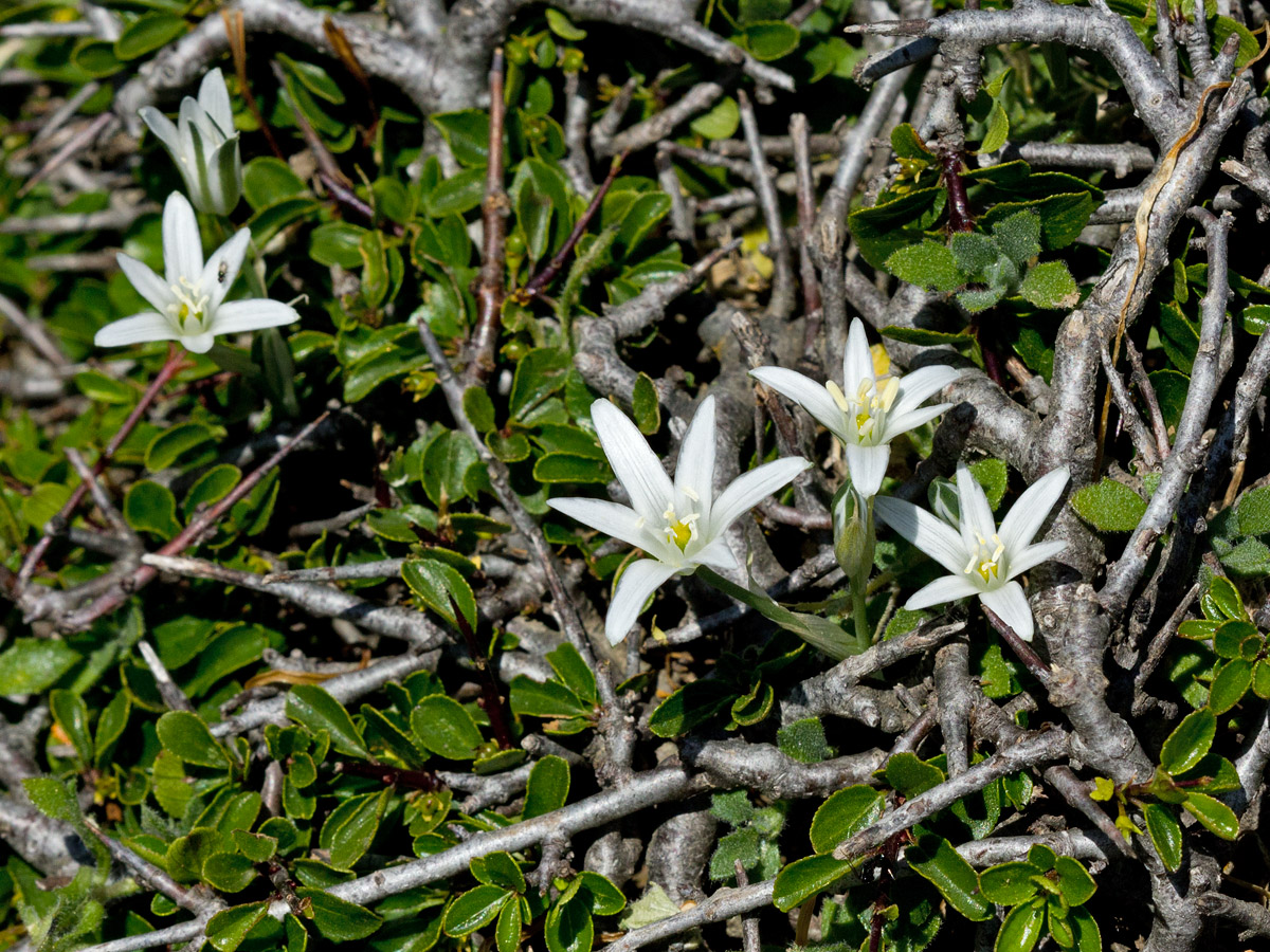 Image of Ornithogalum pumilum specimen.