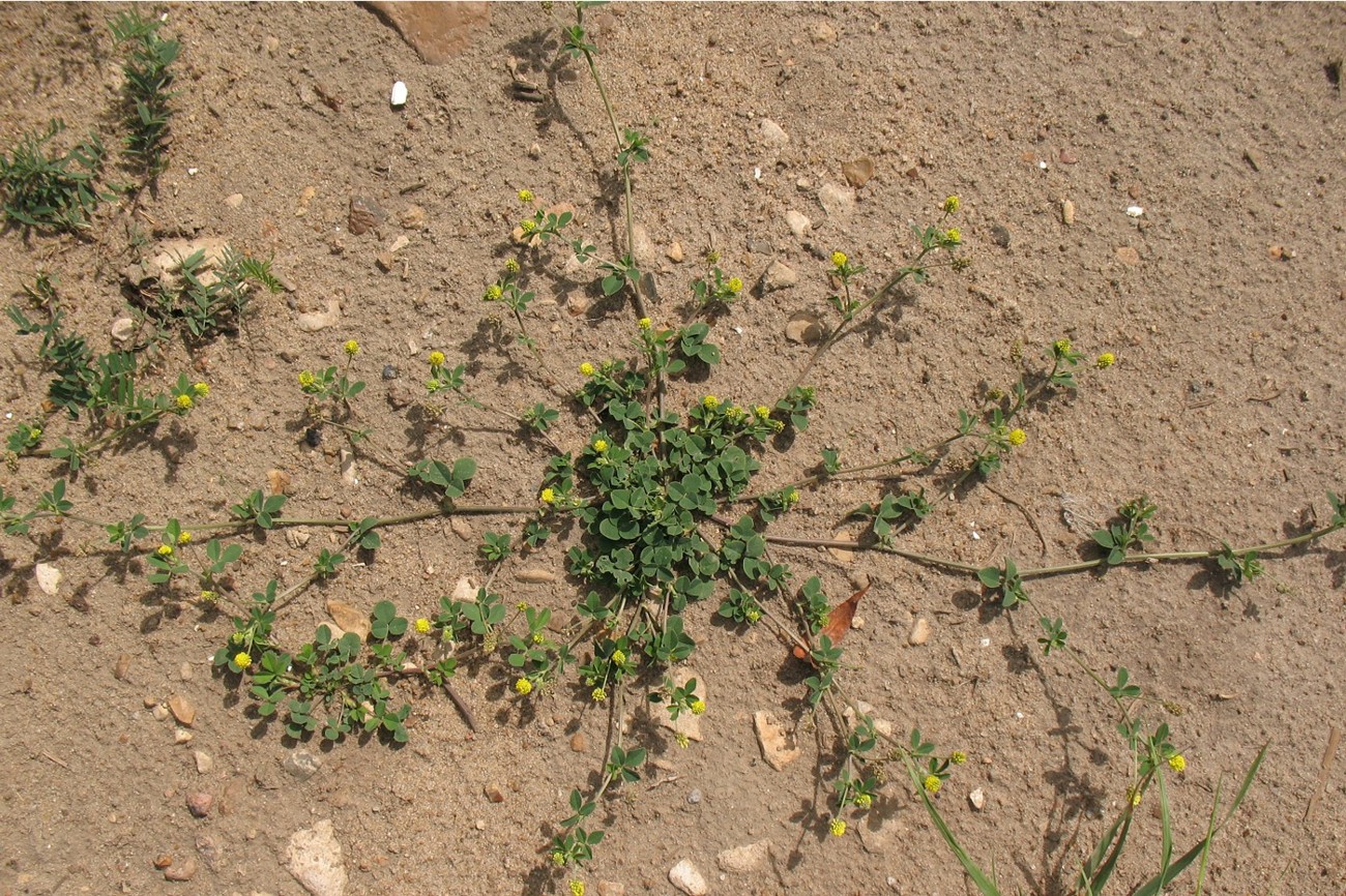 Image of Medicago lupulina specimen.